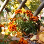 Ce plante poti planta in septembrie pentru o grădină frumoasă anul viitor